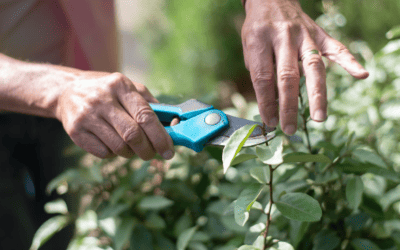 The Pruning Shears of Revision: Unveiling the Key Concepts by Neville Goddard