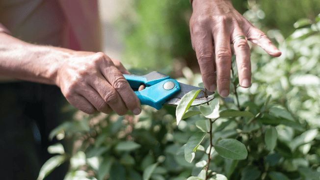 The Pruning Shears of Revision: Unveiling the Key Concepts by Neville Goddard